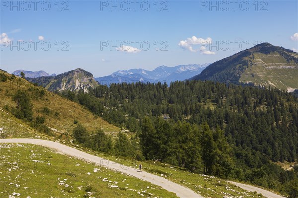 Mountain road with alpine pasture landscape on the Trattbergalm