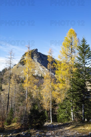 Autumnal yellow lark forest on the Genneralm with view to the Holzeck