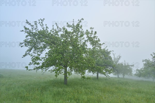 Meadow