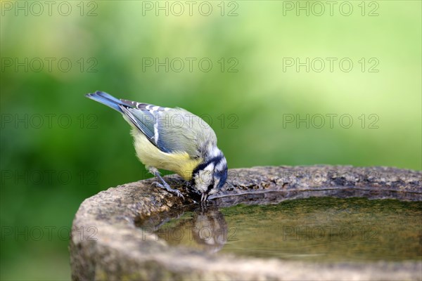 Blue Tit