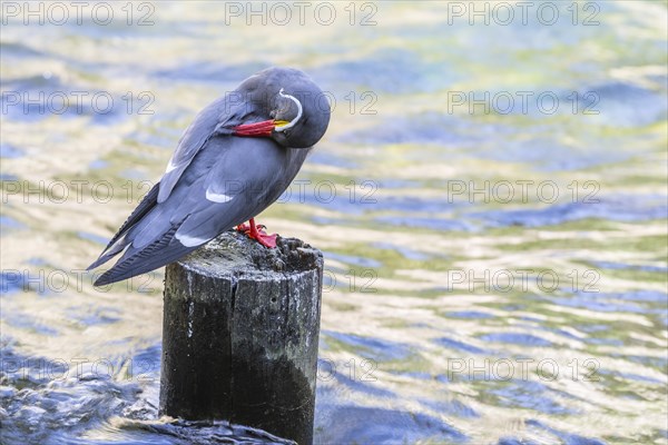 Inca tern