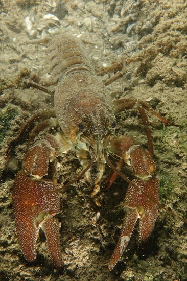 European crayfish