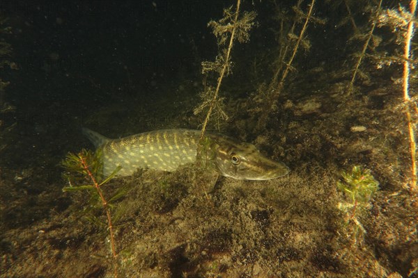 Pike