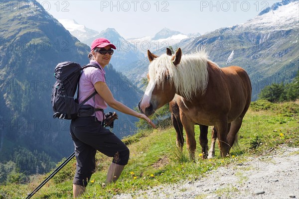 Hiker meets a Haflinger on the mountain pasture