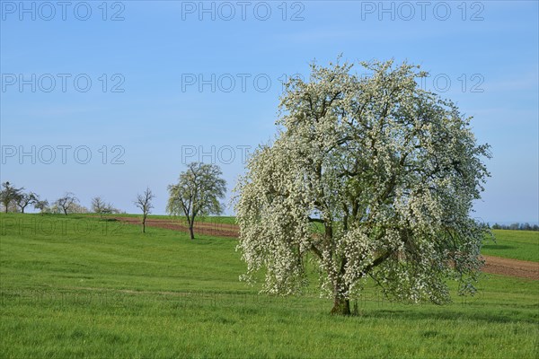 Pear trees