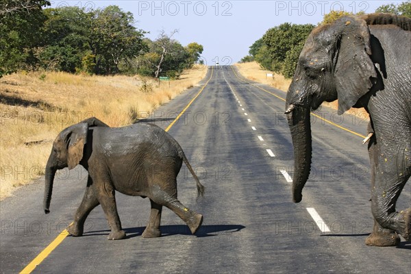 Elephants