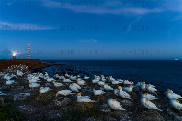 Northern gannet
