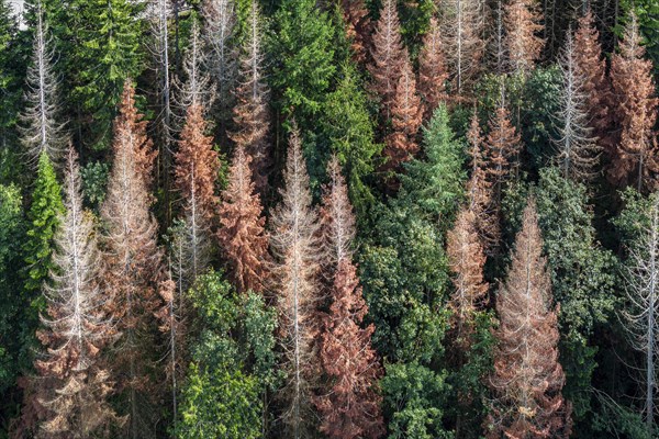 Forest dieback in Black Forest