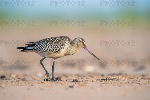 Bar-tailed Godwit