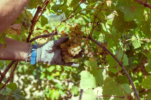 Woman farmer trim sauvignon grape with sscissors from plant in wine farm in summertime harvesting period