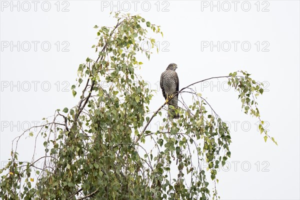 Eurasian sparrowhawk