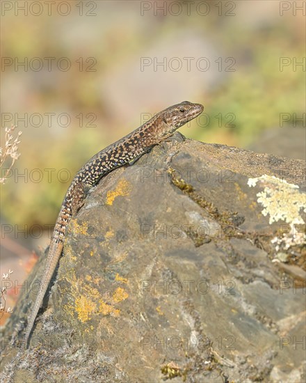 Common wall lizard