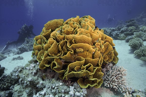 Yellow scroll coral