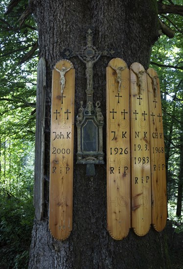 Dead boards at the Kreuzfichte