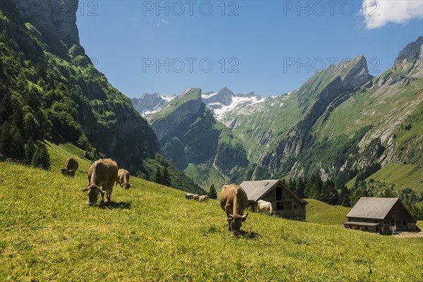 Steep mountains and mountain pasture with cows