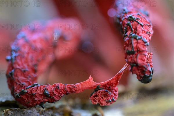 Octopus stinkhorn