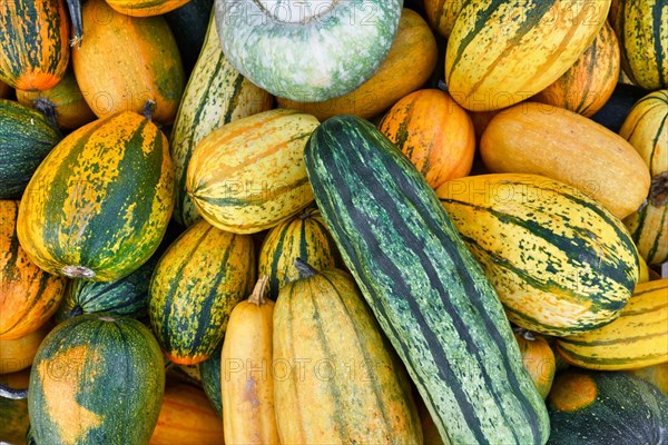 Colorful Delicata and Stripetti squashes with stripes