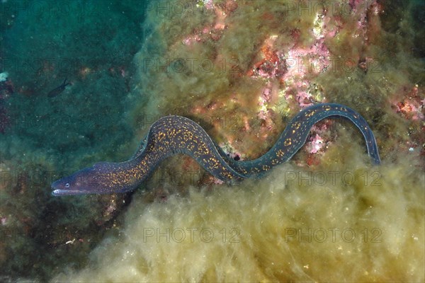 Mediterranean moray