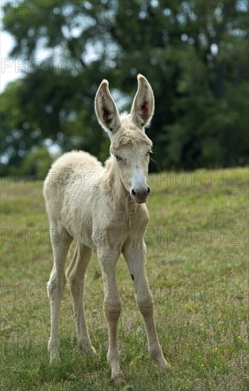 Foal of the Austro-Hungarian White Baroque Donkey