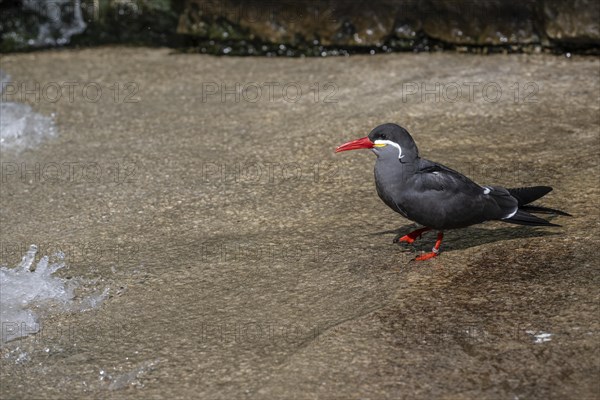 Inca tern