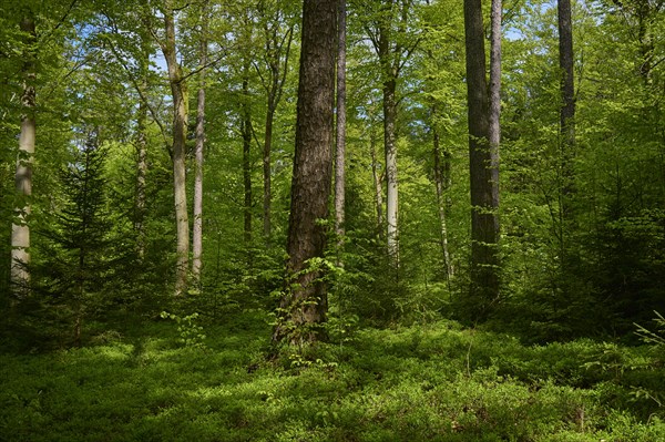 Mixed forest