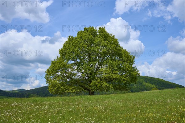 Oak tree