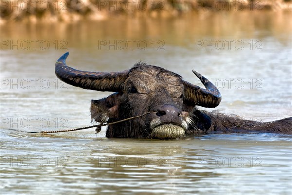 Asian buffalo