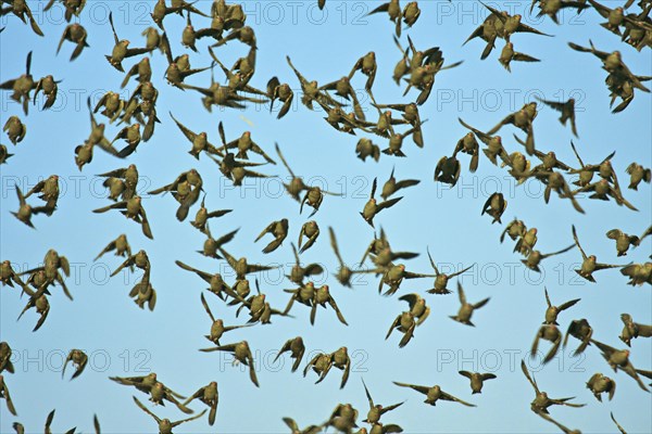 Red-billed oxpecker