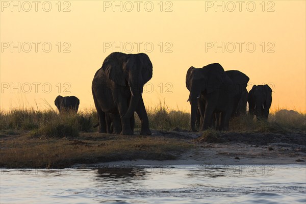 Elephants