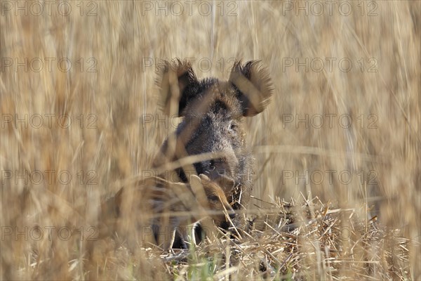 Wild boar