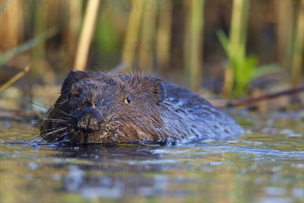 Beaver