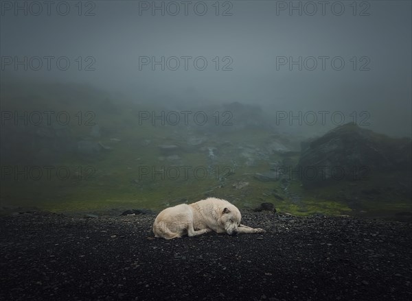 Moody and silent scene with a white