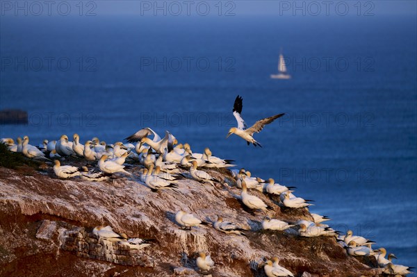 Northern gannet