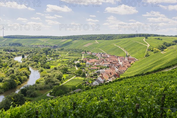 View from Vogelsburg Castle on the Main Loop towards Escherndorf