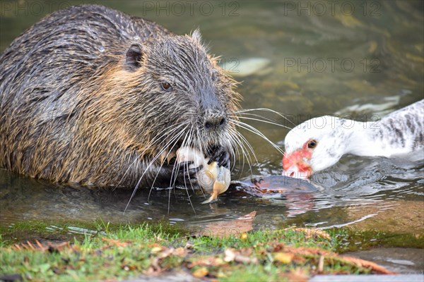 A nutria