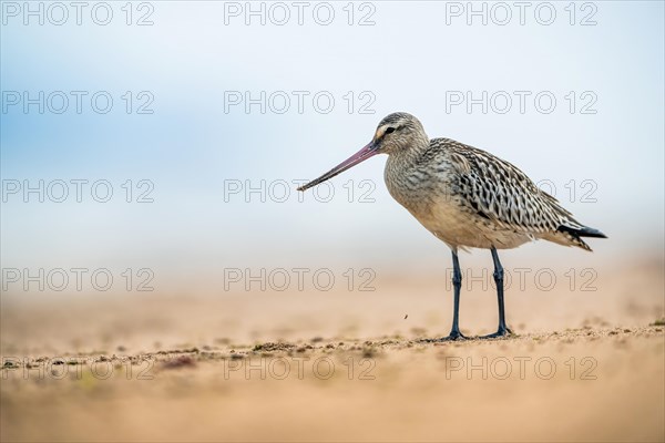 Bar-tailed Godwit