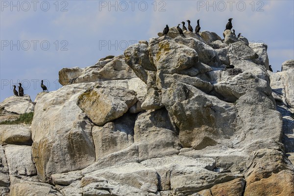 Great cormorant