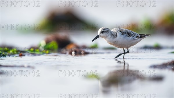 Sanderling