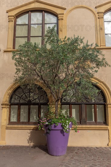 Olive tree in a large flower pot in a town. Colmar
