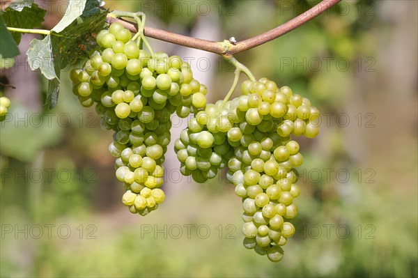 Grapes on the Moselle