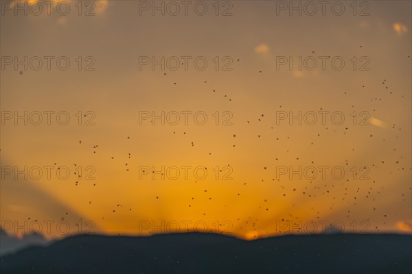 Swarm of mosquitoes in front of rays of the setting sun