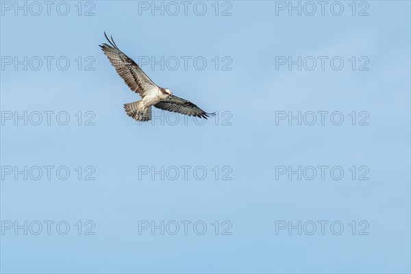 Western osprey