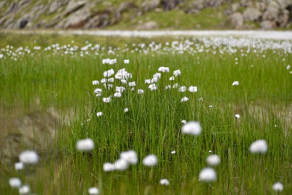 Lake with lots of cottongrass