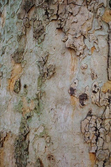 Tree bark as background