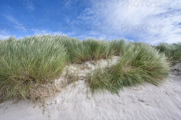 Dunes with dune grass on the sandy beach of Balnakeil Beach in the Northern Highlands