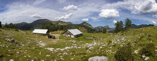 Alpine meadow with cows on the Trattbergalm