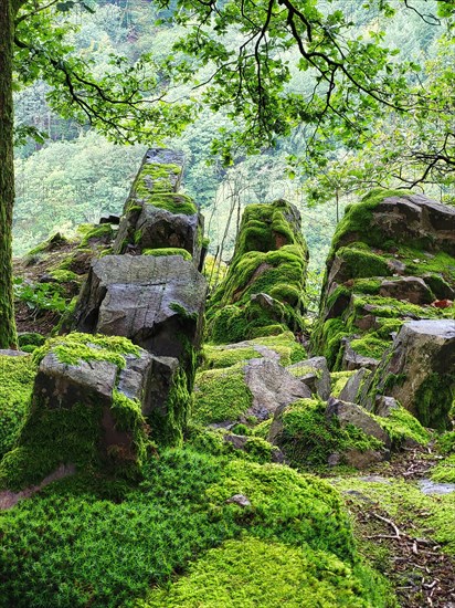 Moss-covered rock formation in the forest consists of large