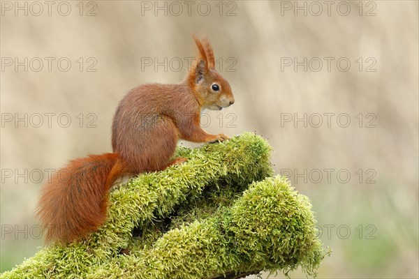 Eurasian red squirrel