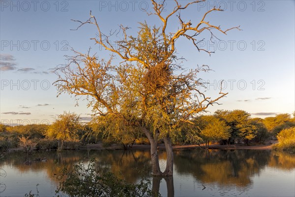 Withered tree at waterhole in Kalahari