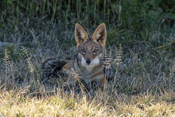 Black-backed jackal